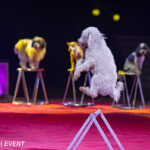 0086_circus-krone-2025_index-0684