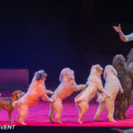 0089_circus-krone-2025_index-0738