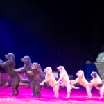 0090_circus-krone-2025_index-0773