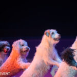 0091_circus-krone-2025_index-0790