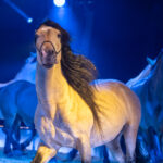 0174_circus-krone-2025_index-2111