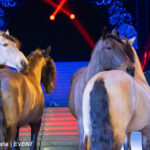 0177_circus-krone-2025_index-2140